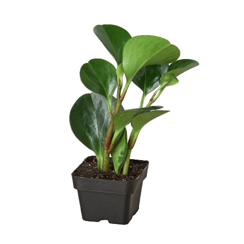 Peperomía Tailandia 