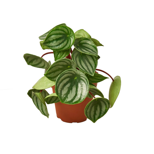 Peperomia Sandía