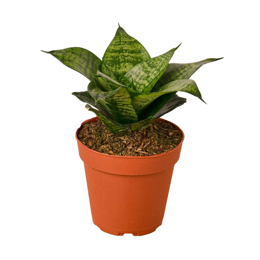Snake Plant Black Robusta - 4" Pot