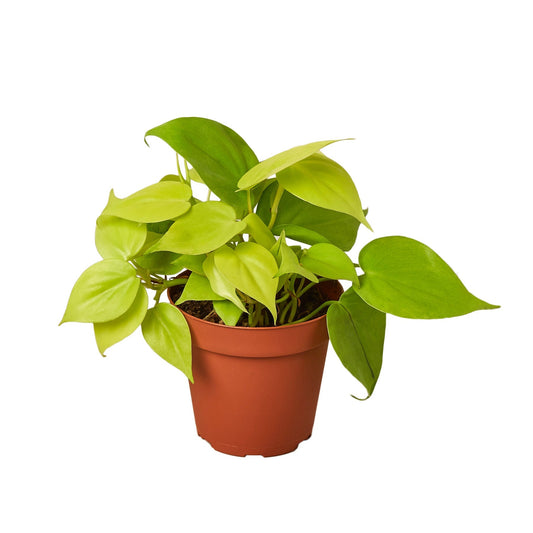 Philodendron 'Neon' - Maceta de 4" - Bajo mantenimiento