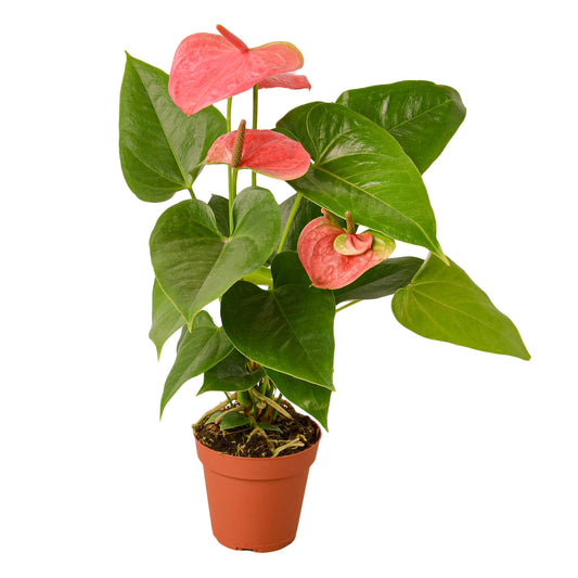 Pink Anthurium Plant 