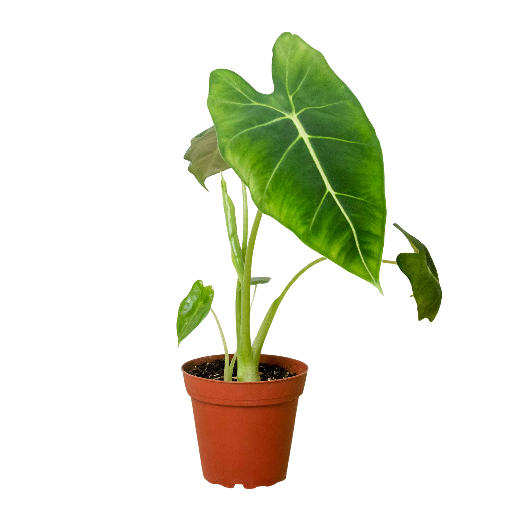 Unique Green Velvet Plant