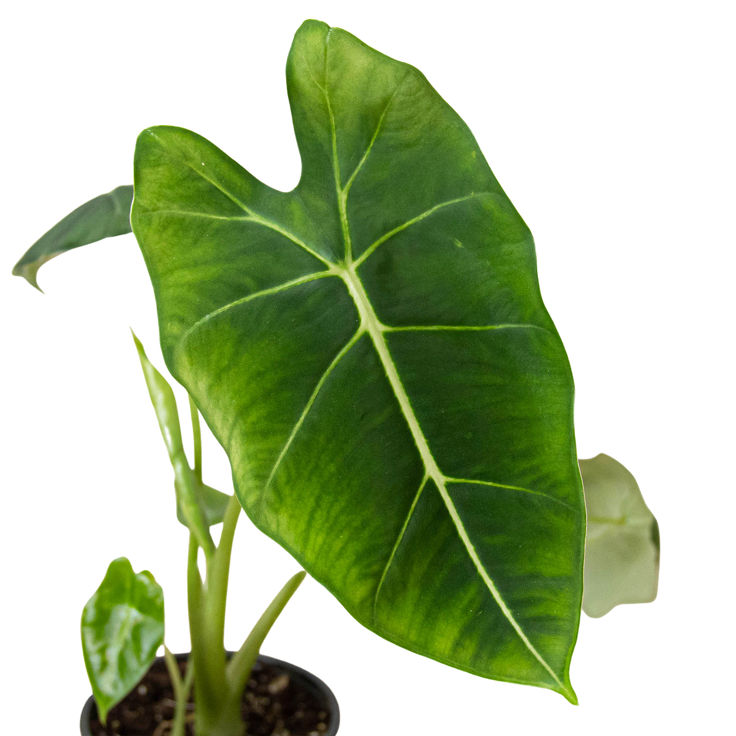 Unique Green Velvet Plant
