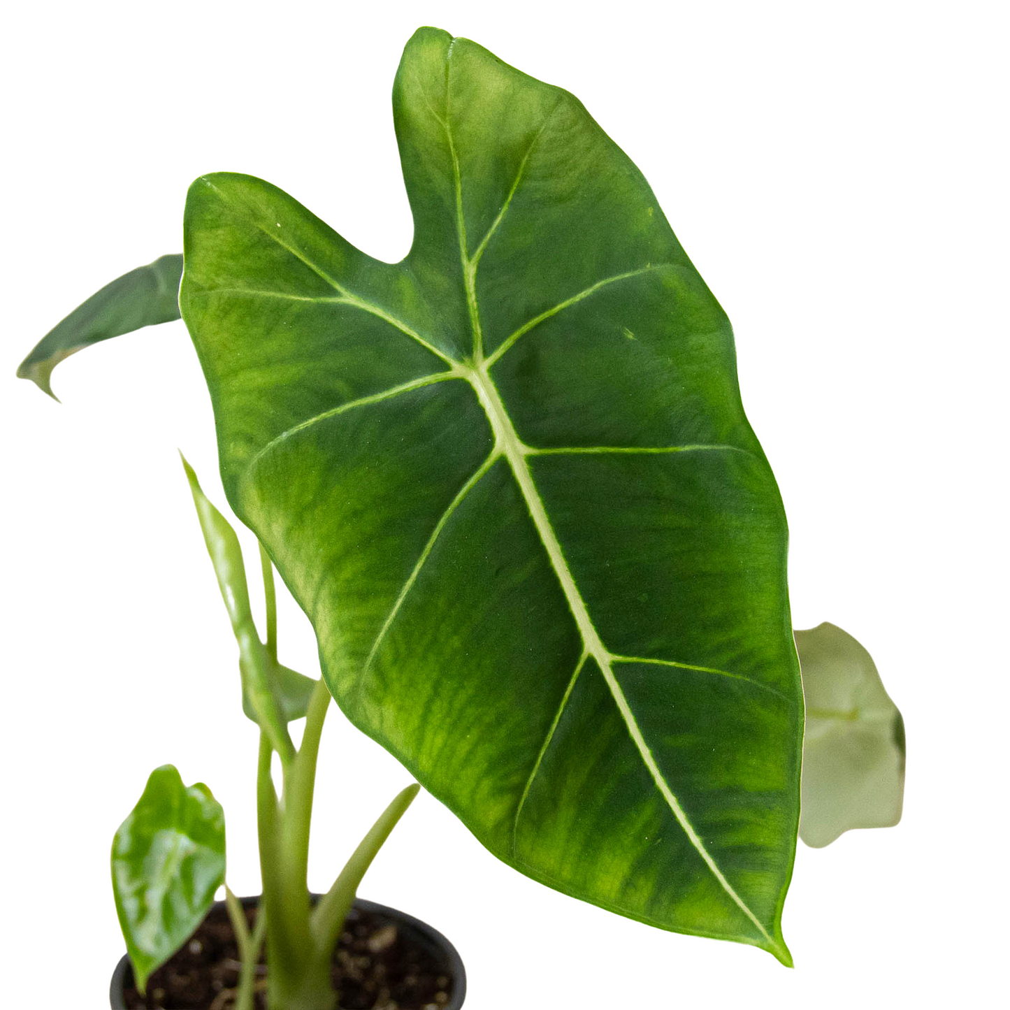 Alocasia Micholitziana 'Frydek' 