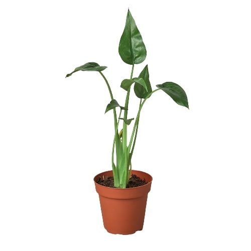 Alocasia 'Tiny Dancer' - وعاء مقاس 4 بوصات