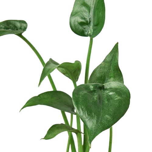 Alocasia 'Tiny Dancer' - وعاء مقاس 4 بوصات