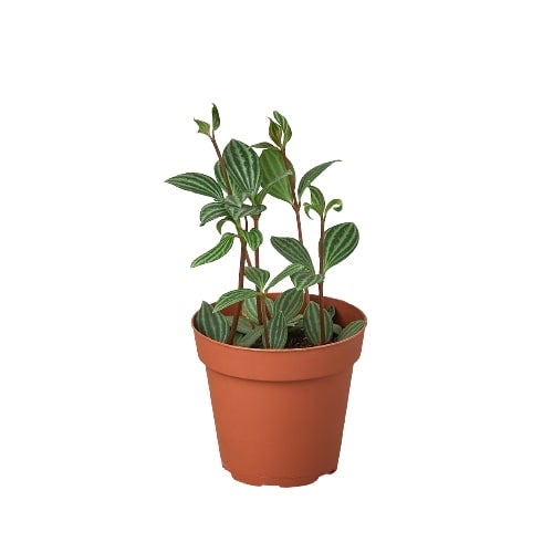 Peperomia 'Paralela' - Olla de 4" 