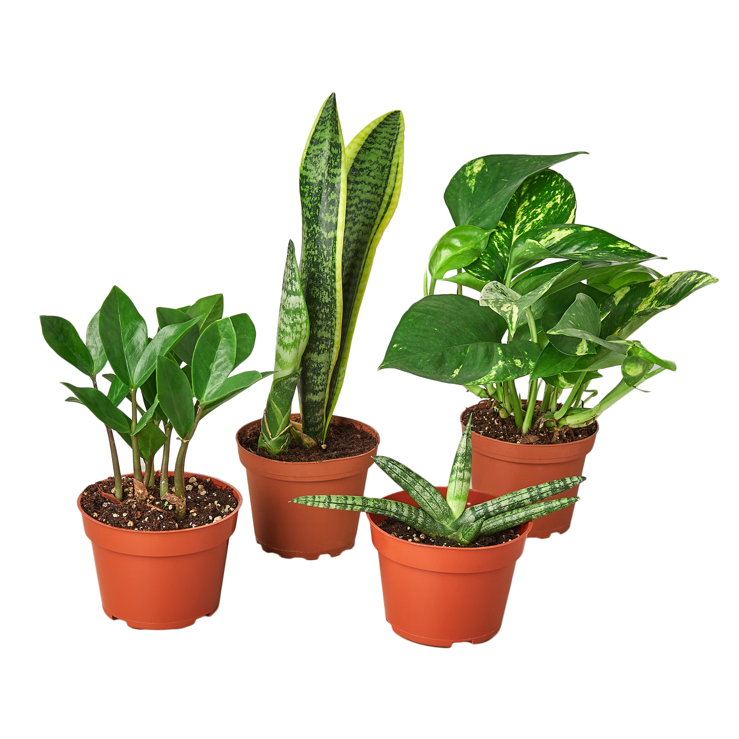 Easy Care Houseplants
