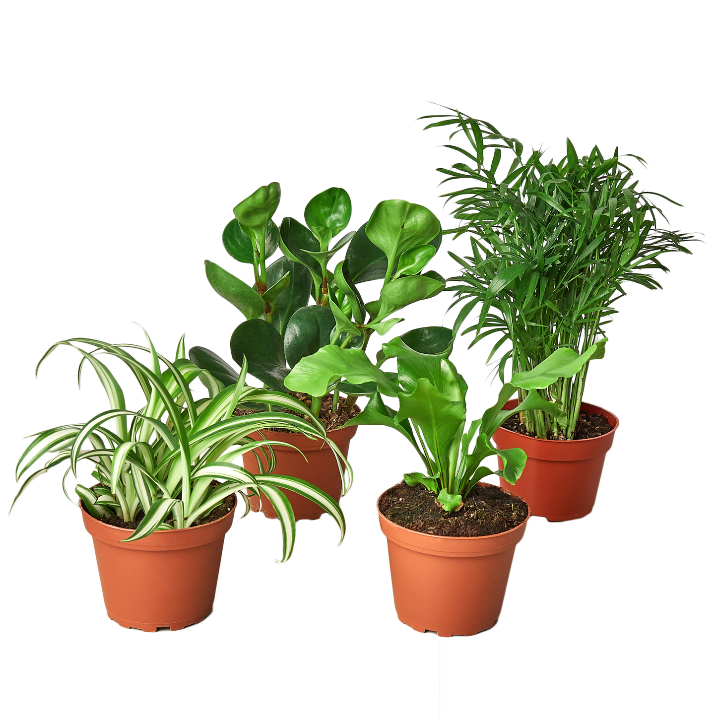 Paquete trío de plantas de interior que admite mascotas - No tóxico - Paquete de 3 + guías de libros electrónicos GRATIS