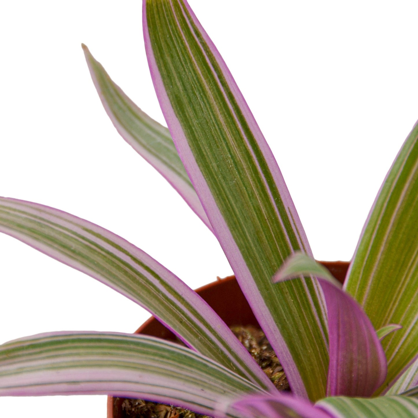 Planta de ostras 'Moisés en la cuna' 