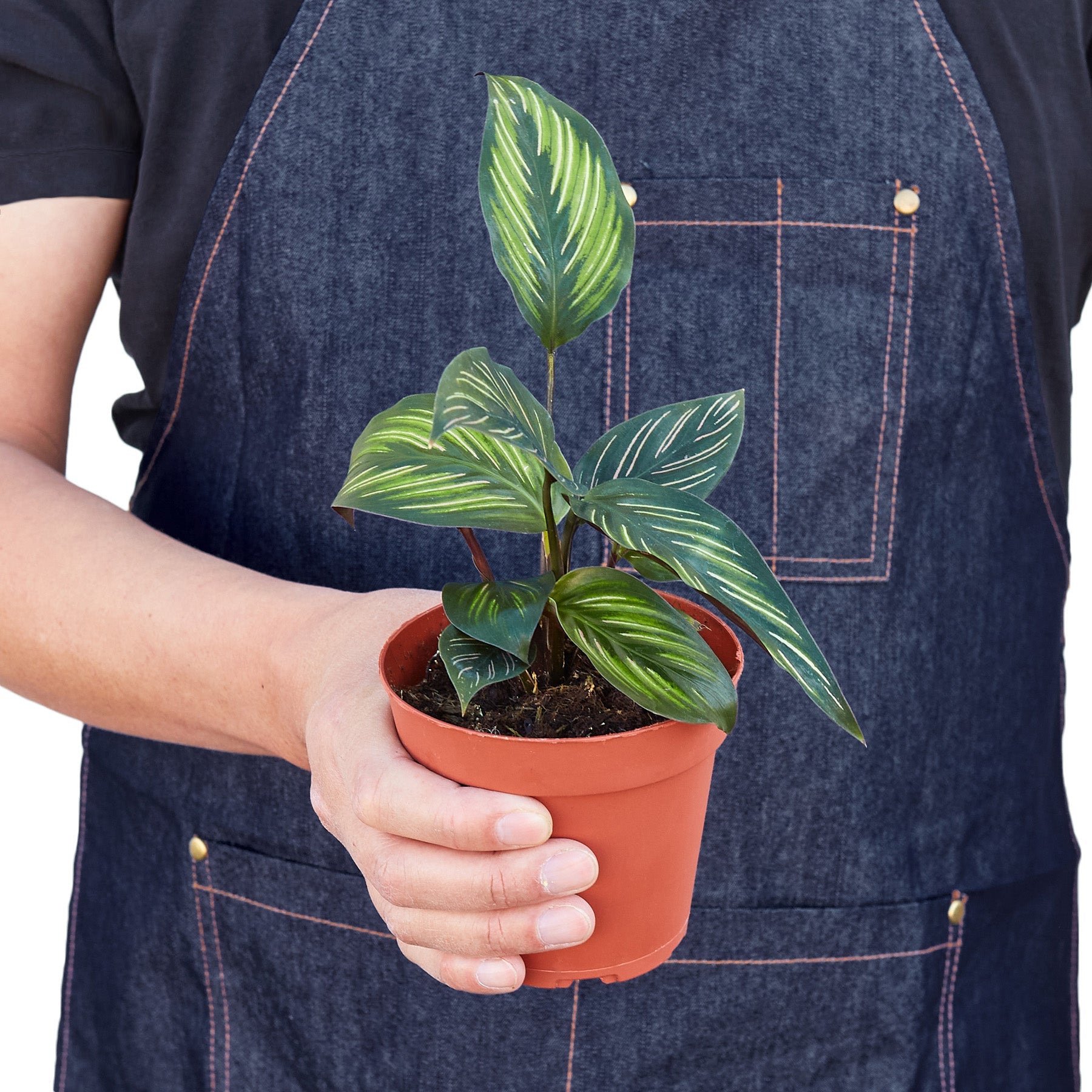 Calathea Beauty Star 