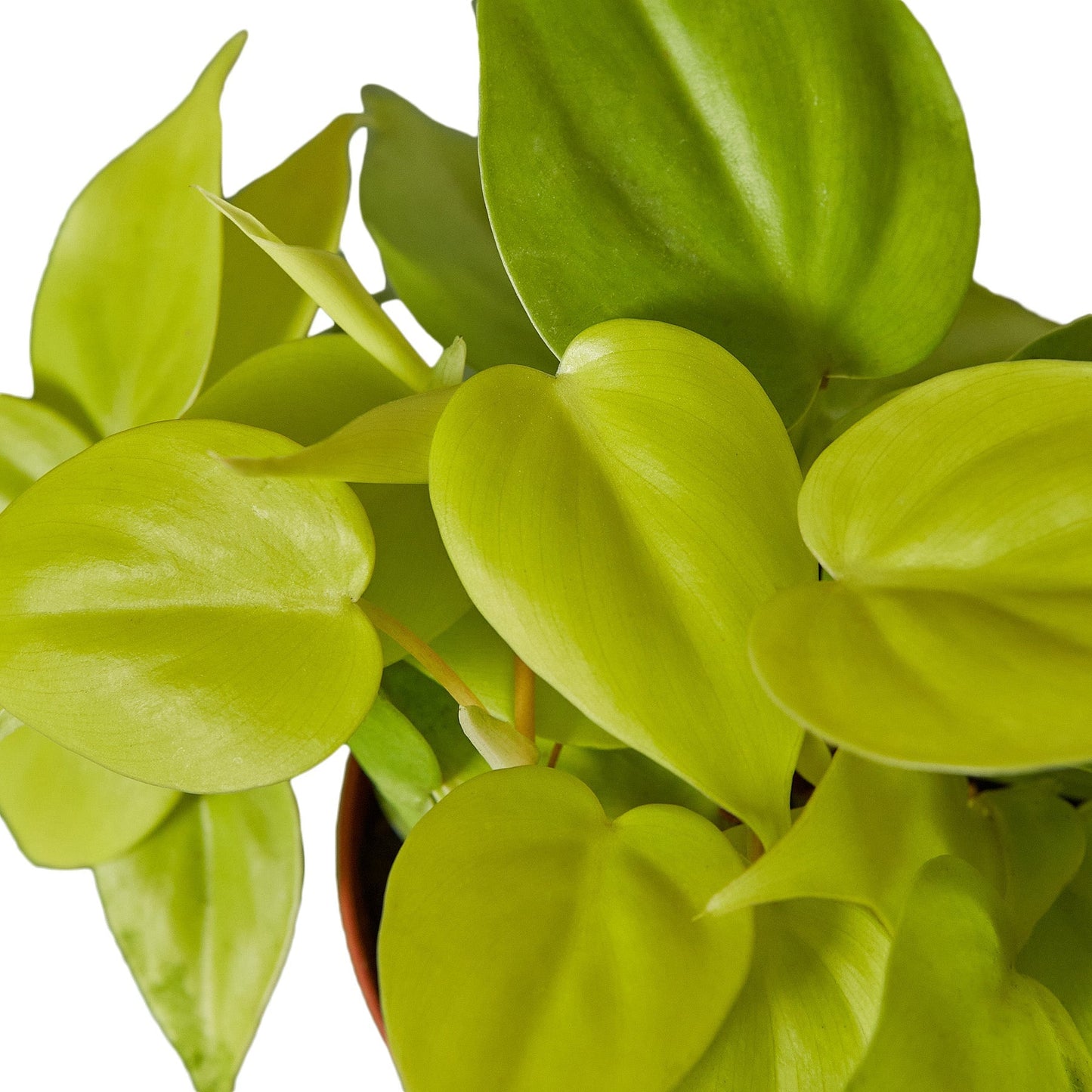 Philodendron 'Neon' - Maceta de 4" - Bajo mantenimiento