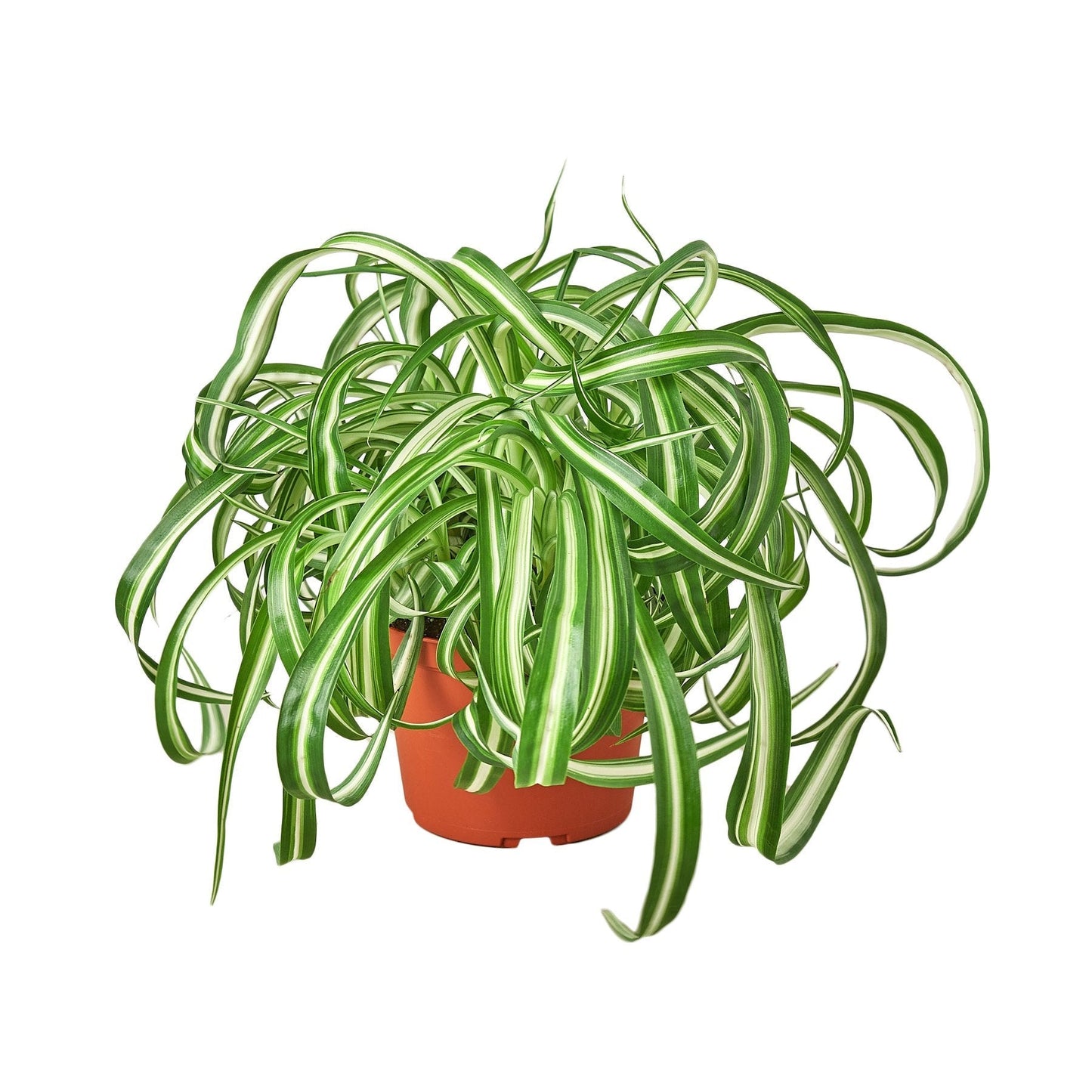 Planta Araña 'Bonnie' - Maceta de 4" - Planta de arrastre 