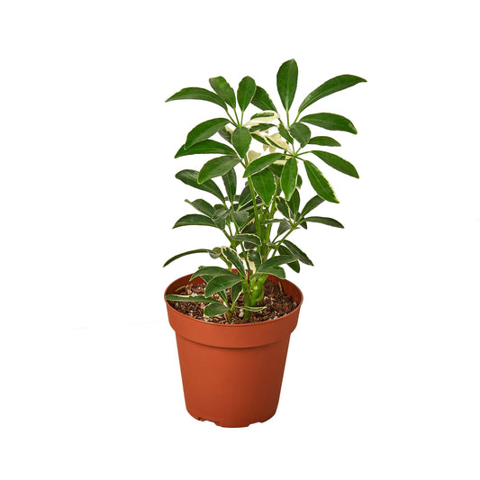 Schefflera Moonlight 'Planta paraguas'