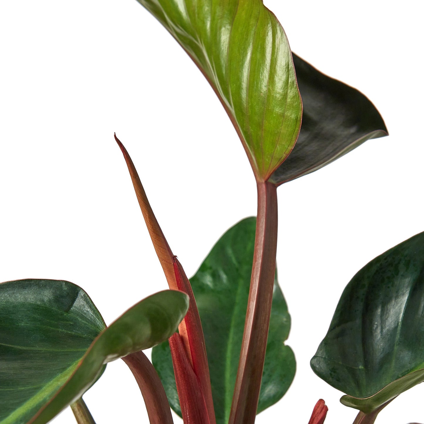 Filodendro 'Congo Rojo'