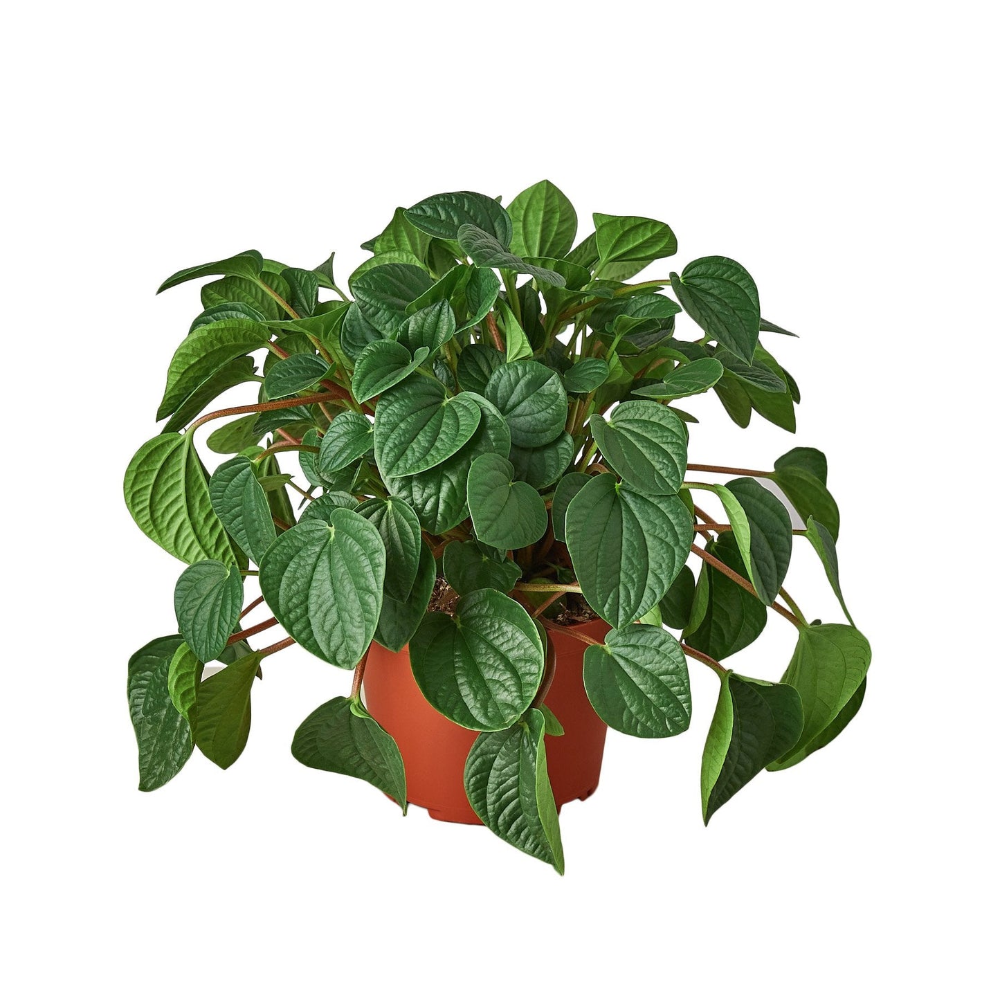 Peperomia 'Rana Verde' 