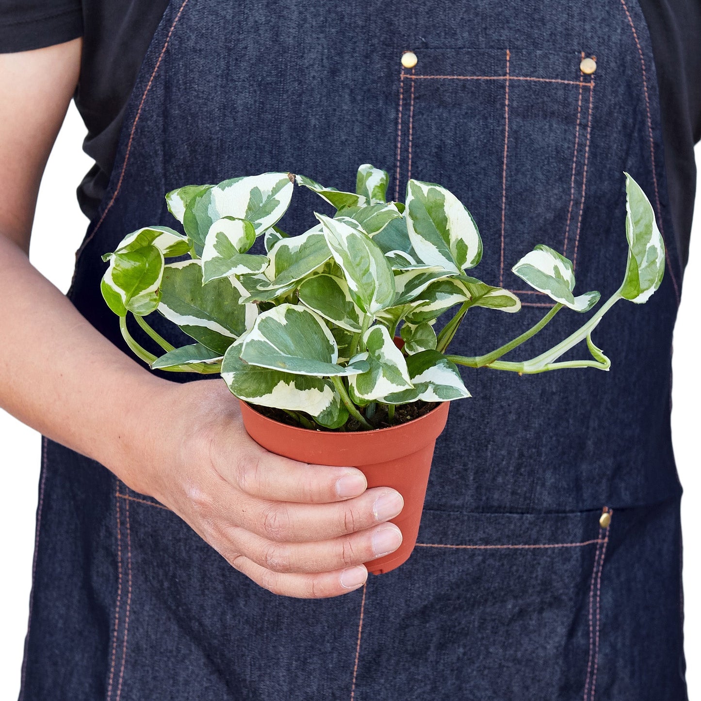 Pothos 'N'joy' - Maceta de 4"