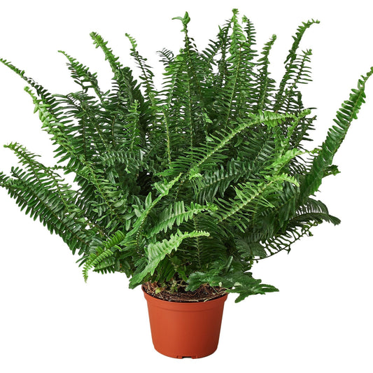 Helecho Corona de Bufón - 6" - Planta de Helecho 