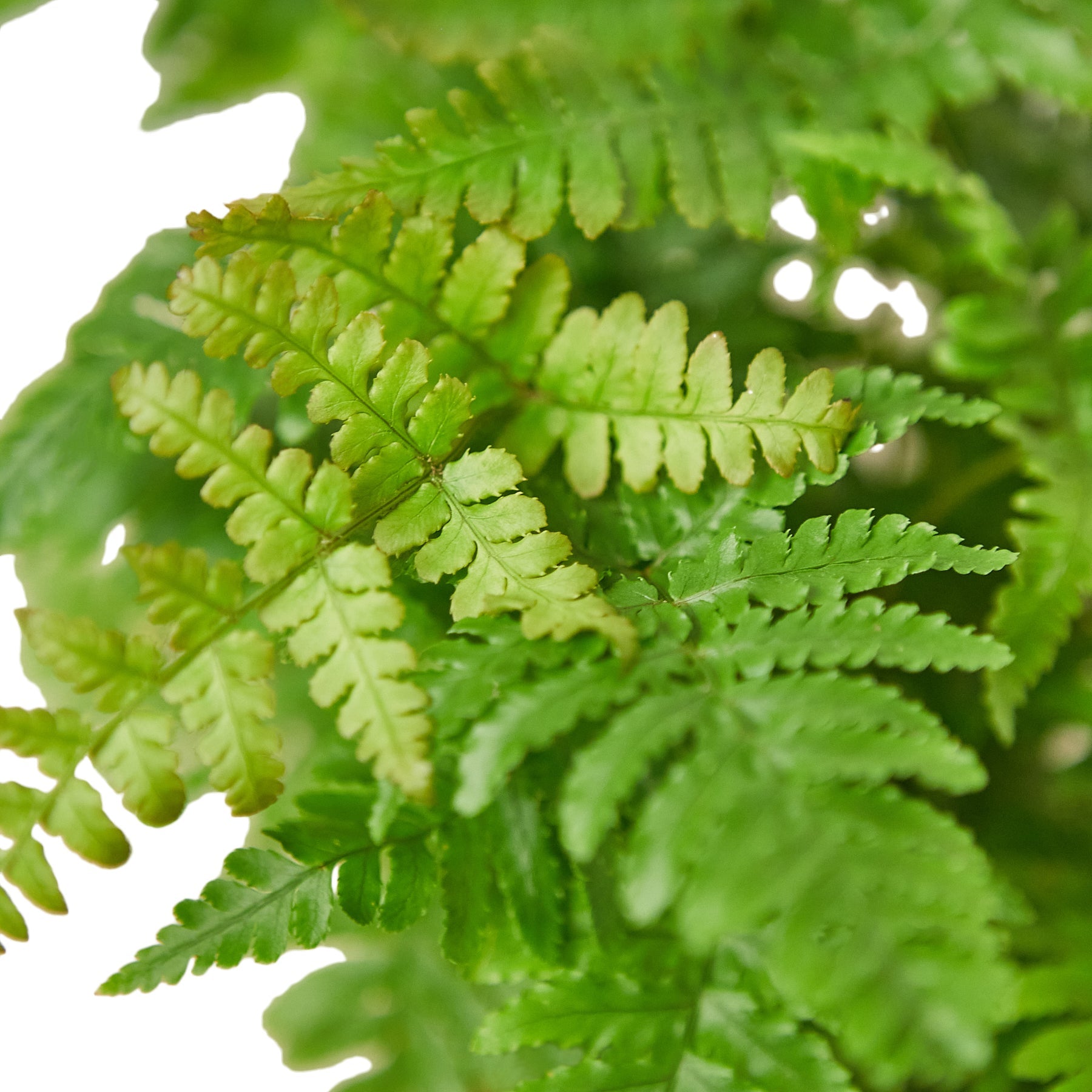Copper Shield Fern 