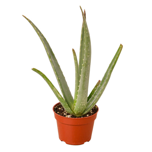 Aloe Vera - Maceta de 4" - Aloe Orgánico