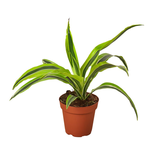Dracaena Deremensis 'Lemon Surprise' - Maceta de 4" - Estrías 