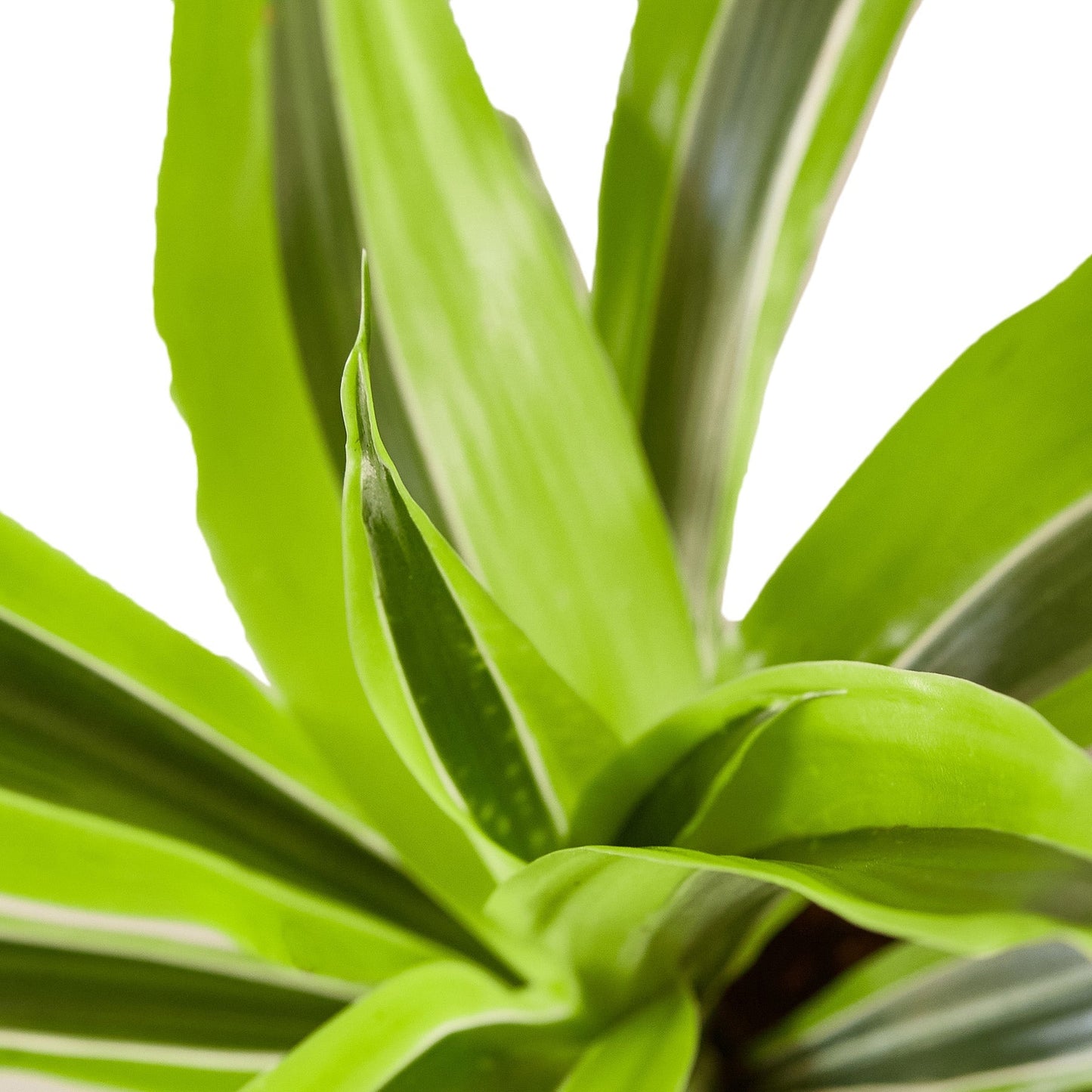 Dracaena Deremensis 'Lemon Surprise' - Maceta de 4" - Estrías 