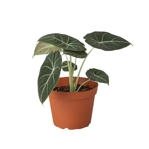 Alocasia Reginula 'Terciopelo Negro'