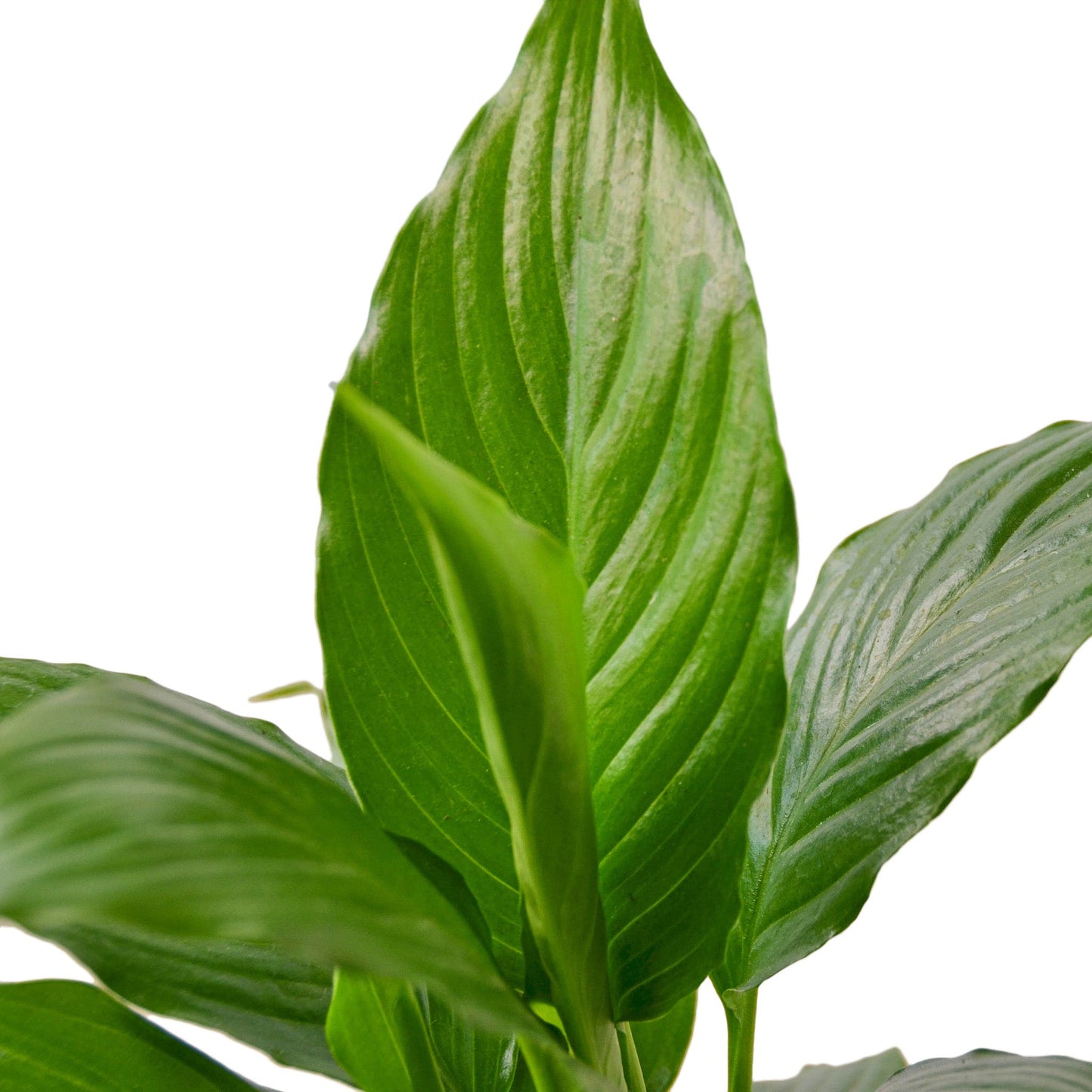Spathiphyllum 'lirio de la paz' 