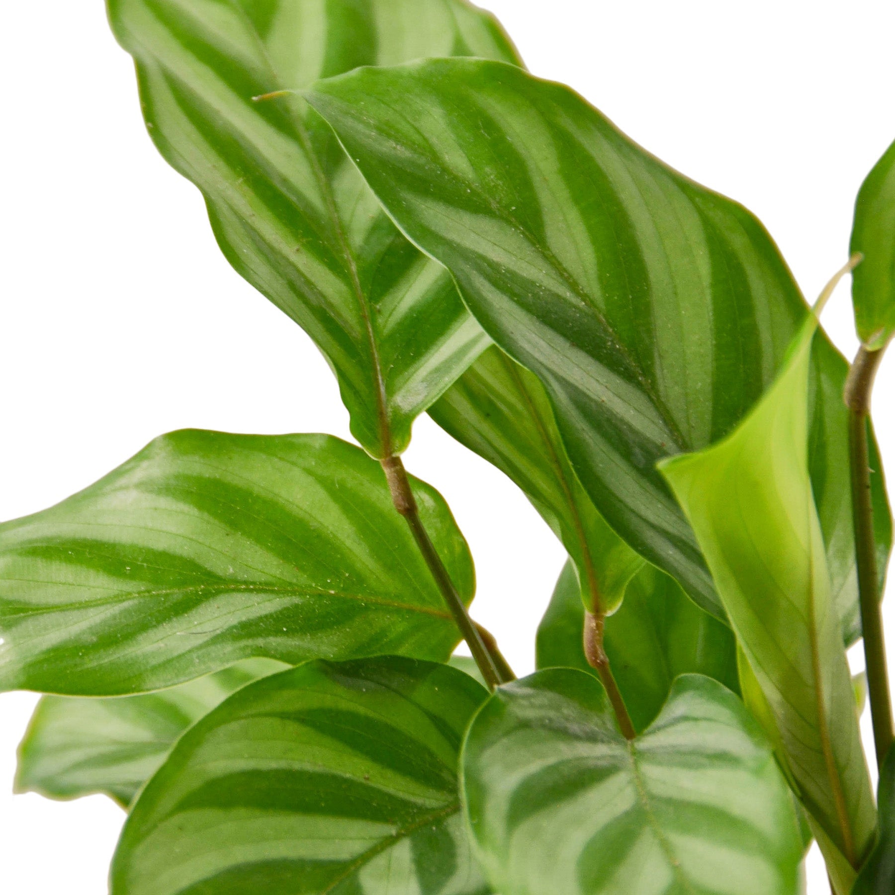 Calathea Concinna Freddie