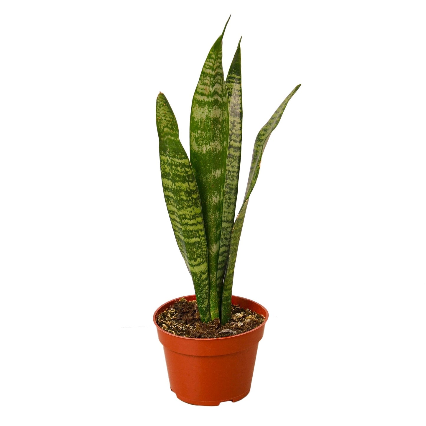 Planta de serpiente 'Zeylanica' - Maceta de 4" - Bajo mantenimiento