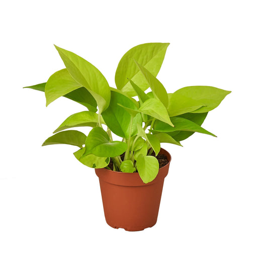 Pothos 'Neon' - Maceta de 4" - Bajo mantenimiento