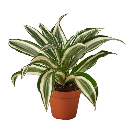 Dracaena 'Joya Blanca Warneckii' 