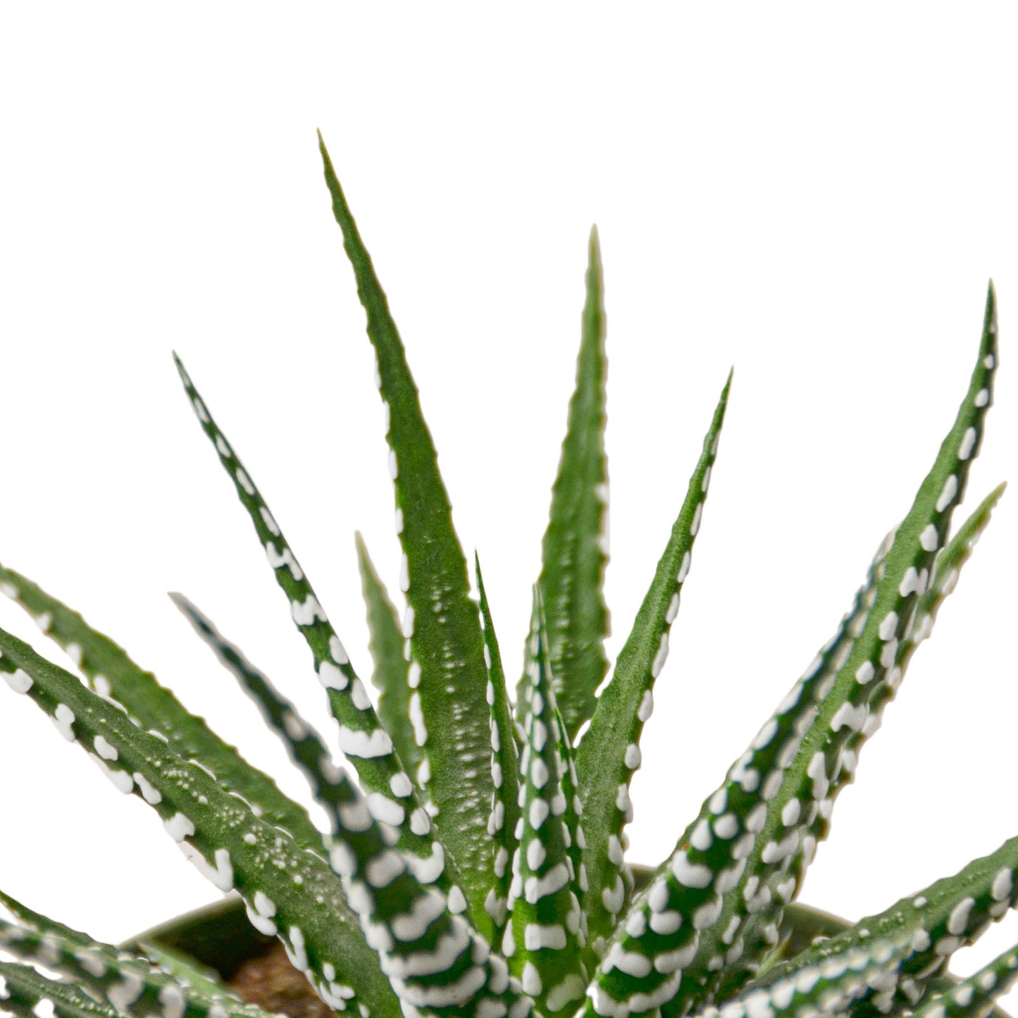Suculenta Cebra