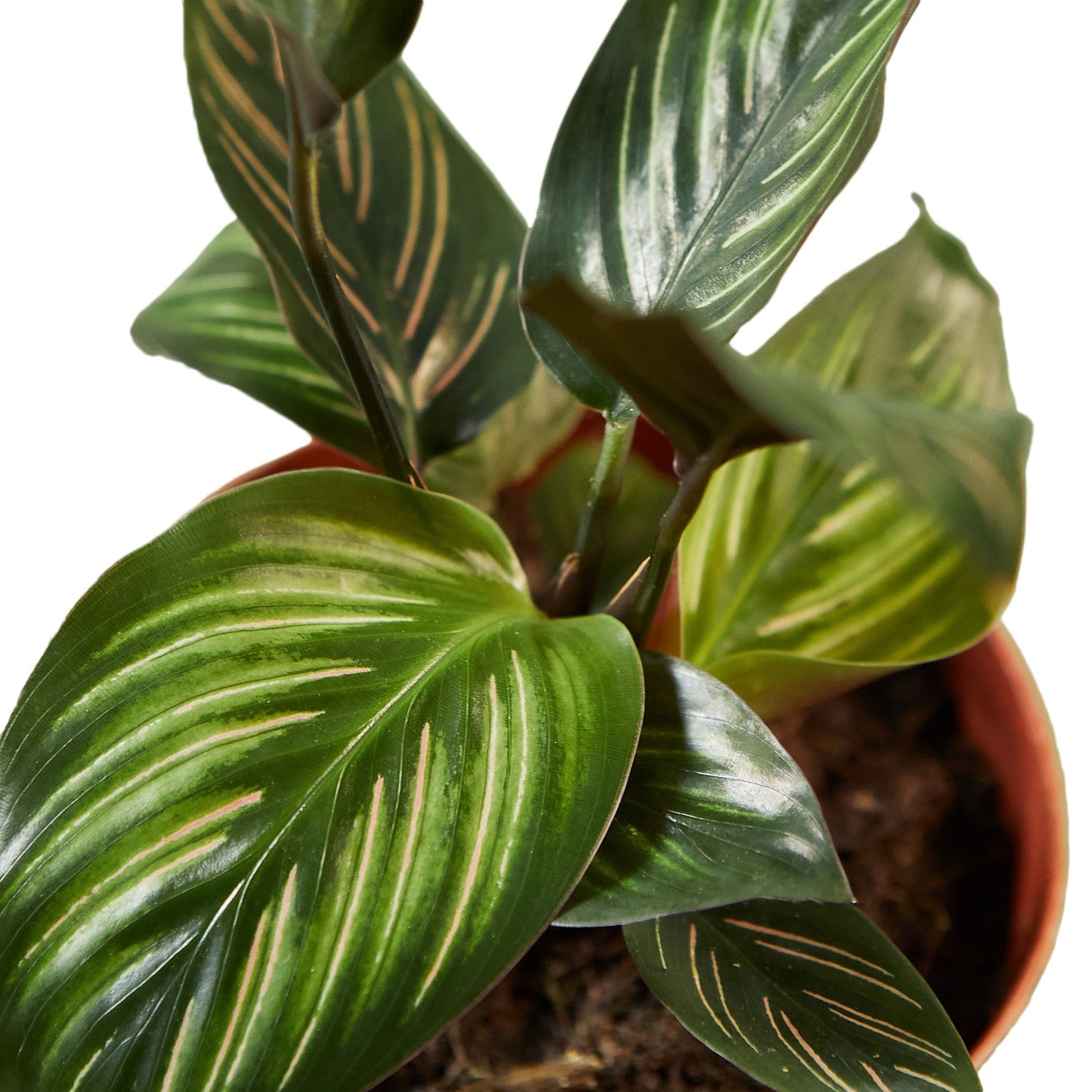 Calathea Beauty Star 