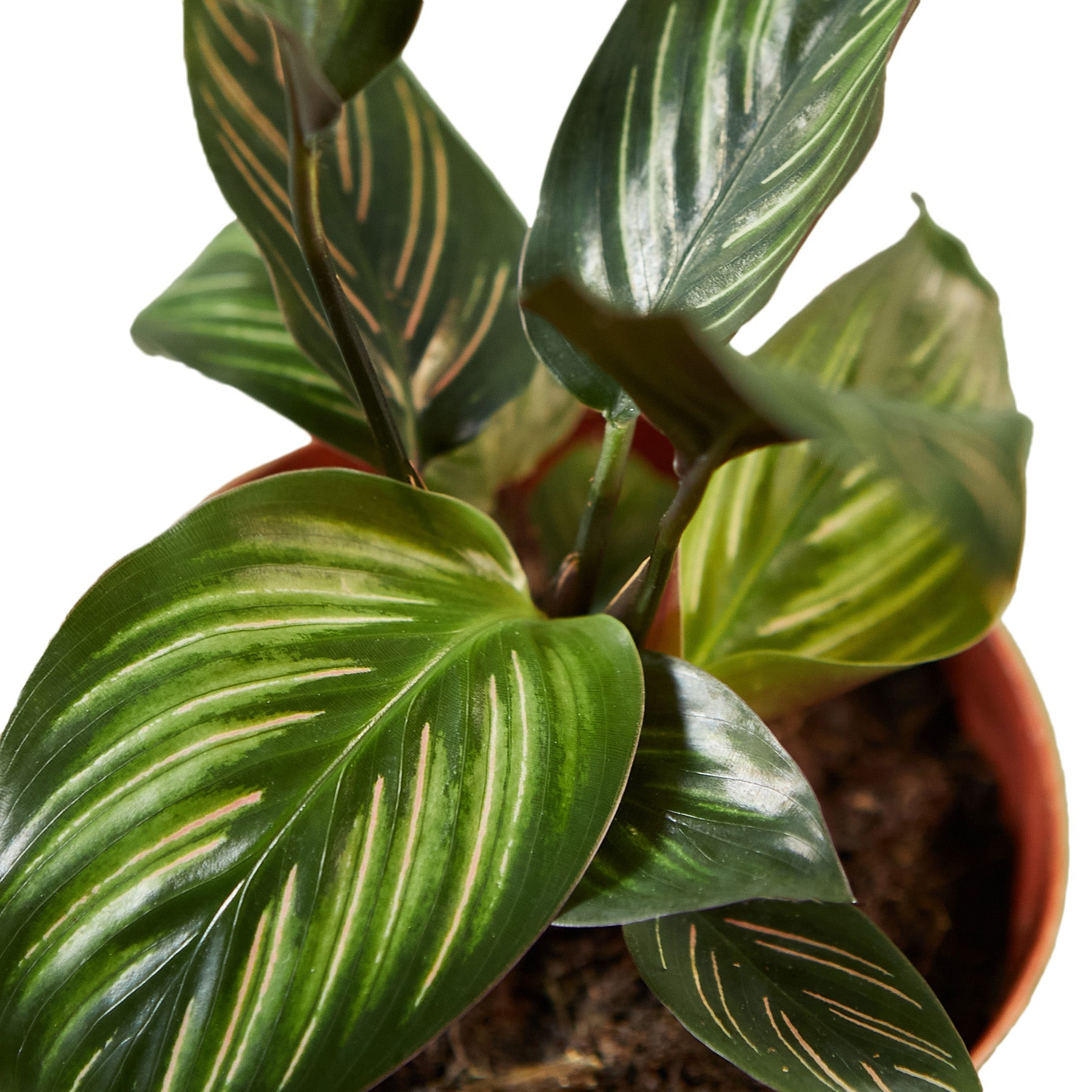 Calathea Beauty Star 