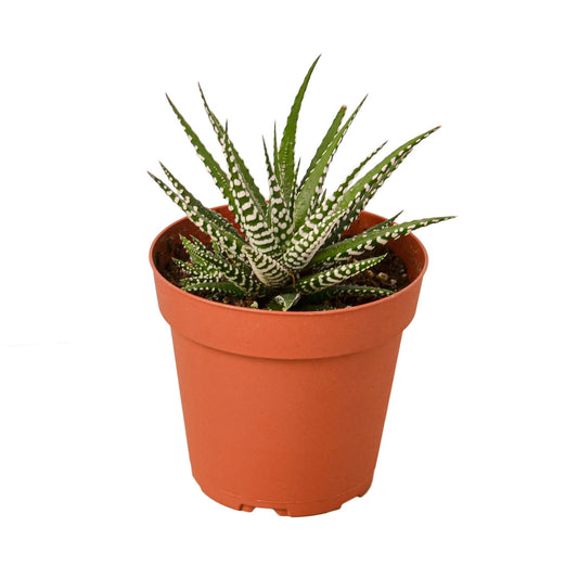 Suculenta Cebra