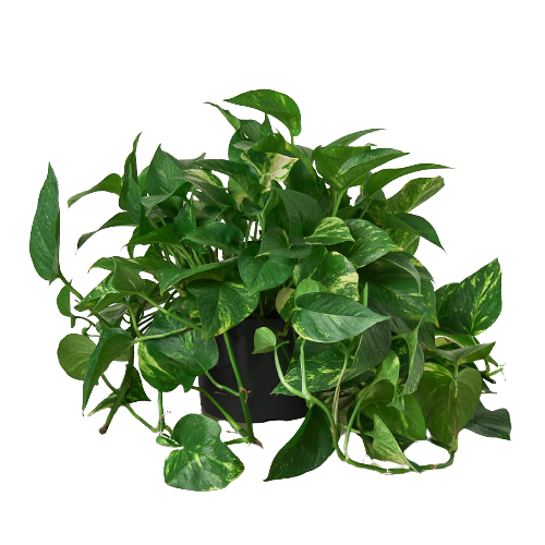 Potos 'dorado'