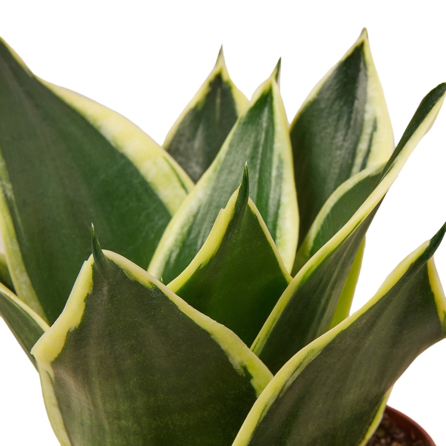 Planta Serpiente Oro Negro