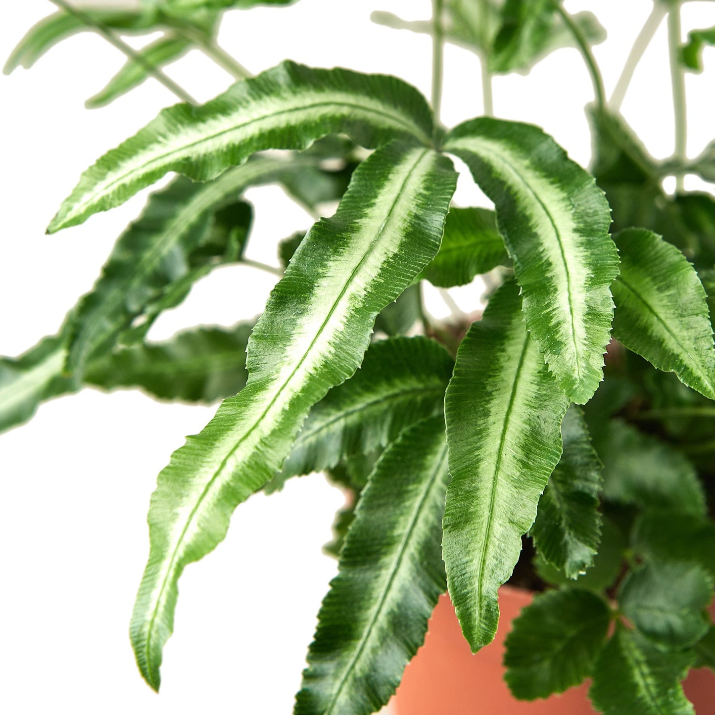 Pteris Cretica 'Helecho Albo' 
