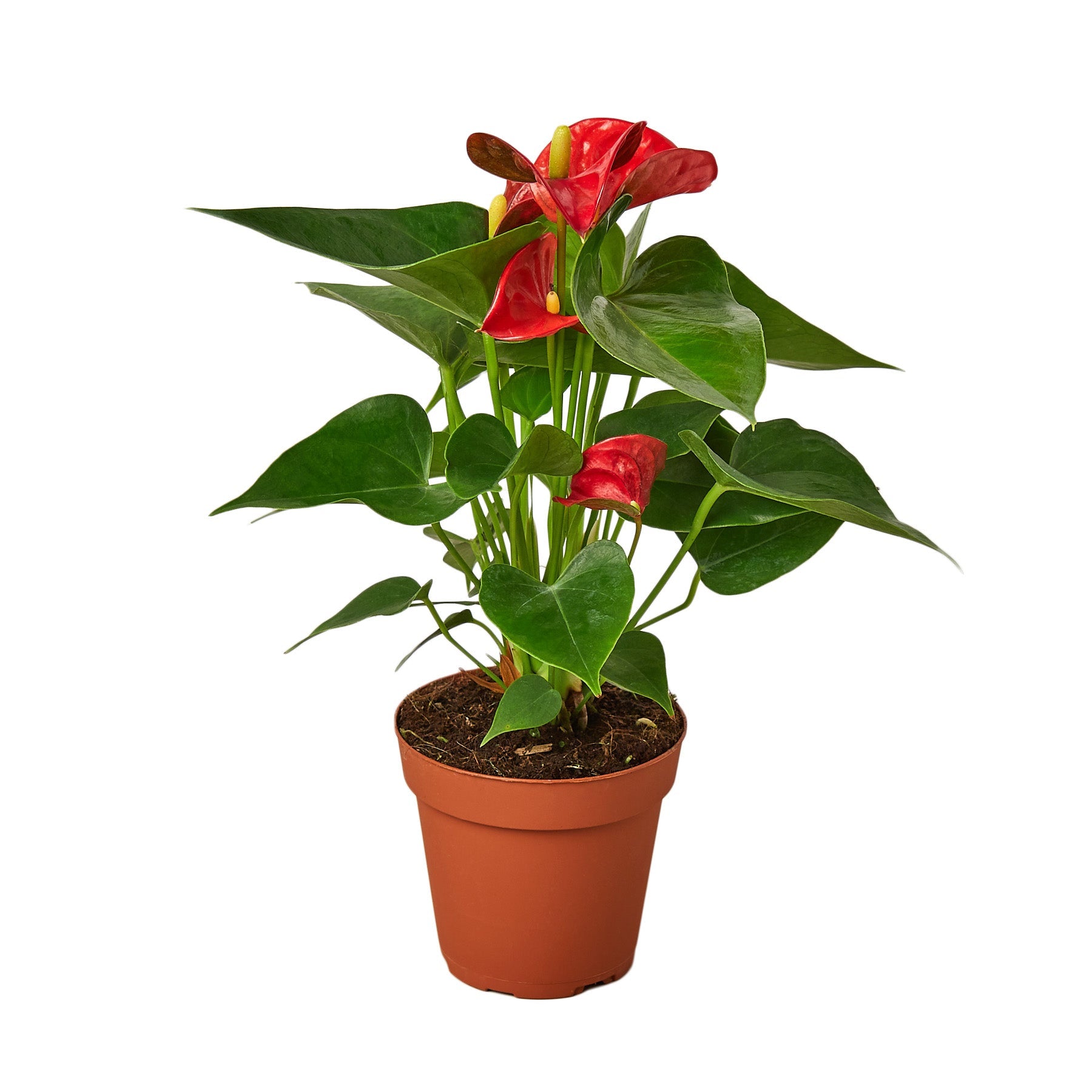 Anthurium Red Houseplant