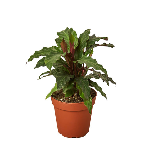 Furry Feather Calathea
