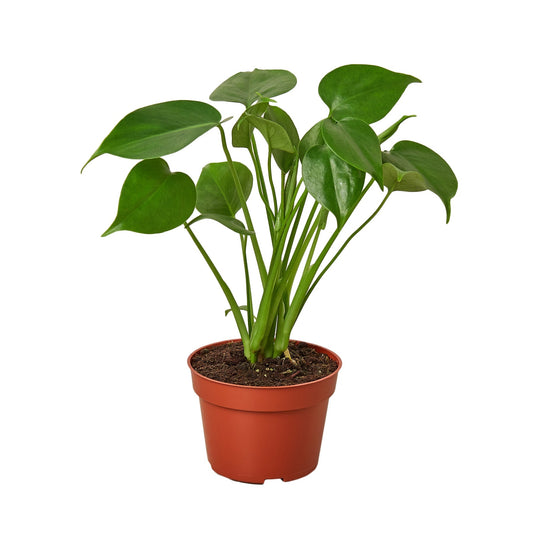 Philodendron Monstera Split-Leaf - Maceta de 4" - Bajo mantenimiento