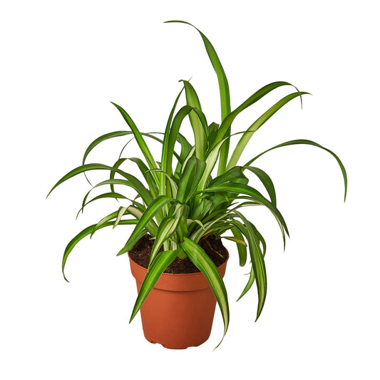 Planta araña hawaiana