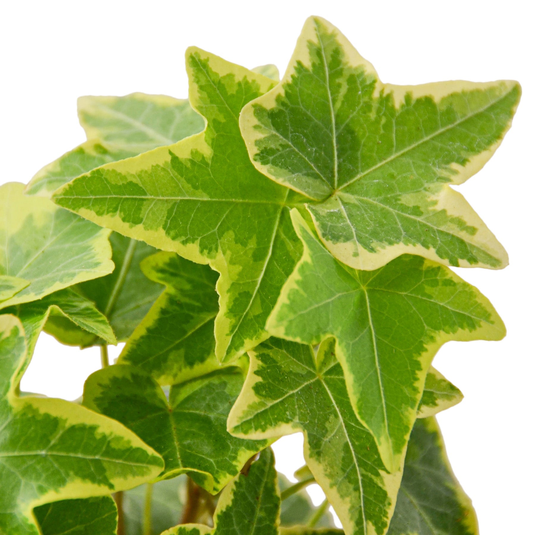 English Ivy Variety Pack