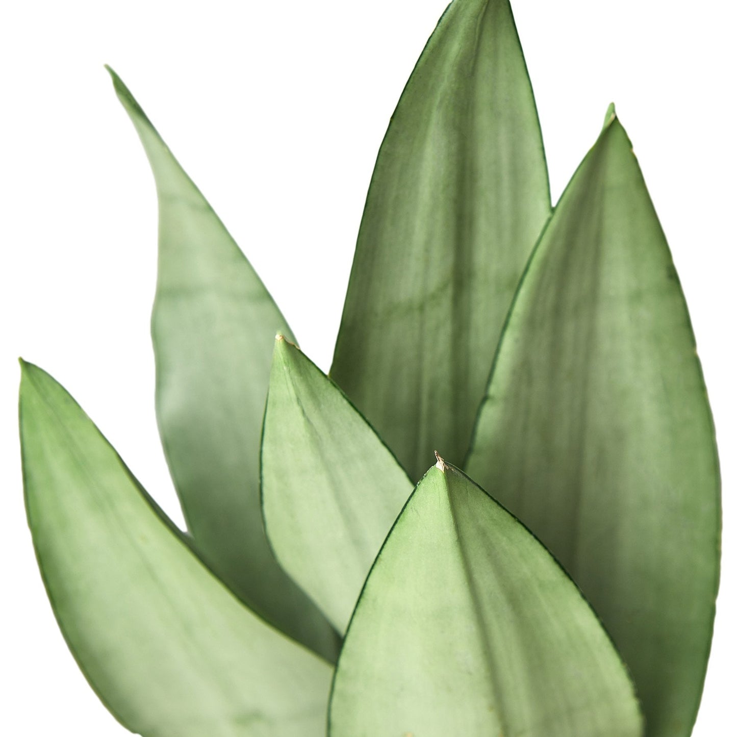 Aguardiente de planta de serpiente