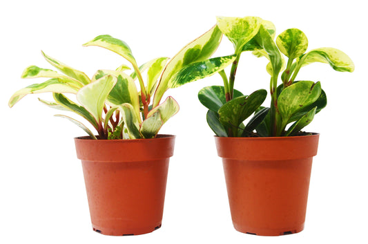 Baby Rubber Plants