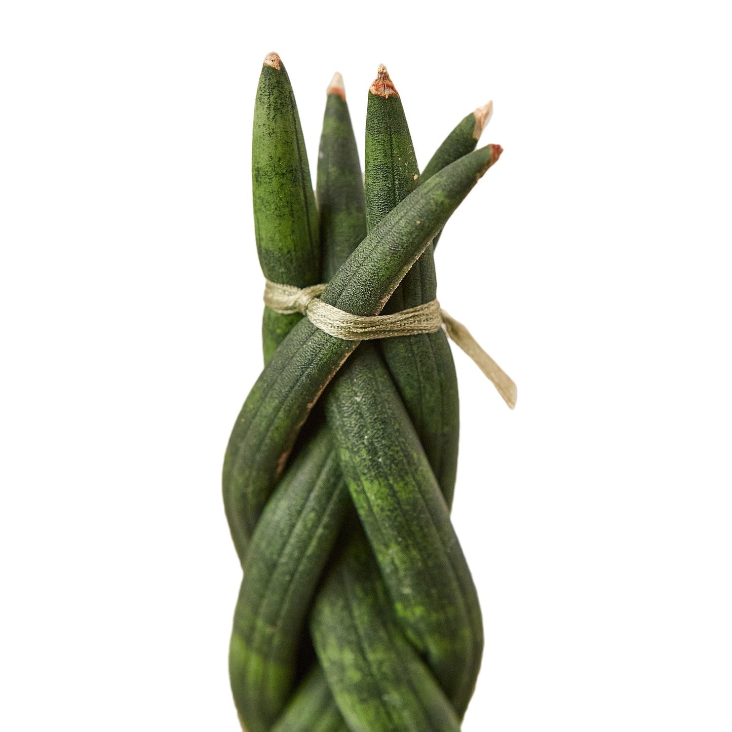 Planta Serpiente Trenzada