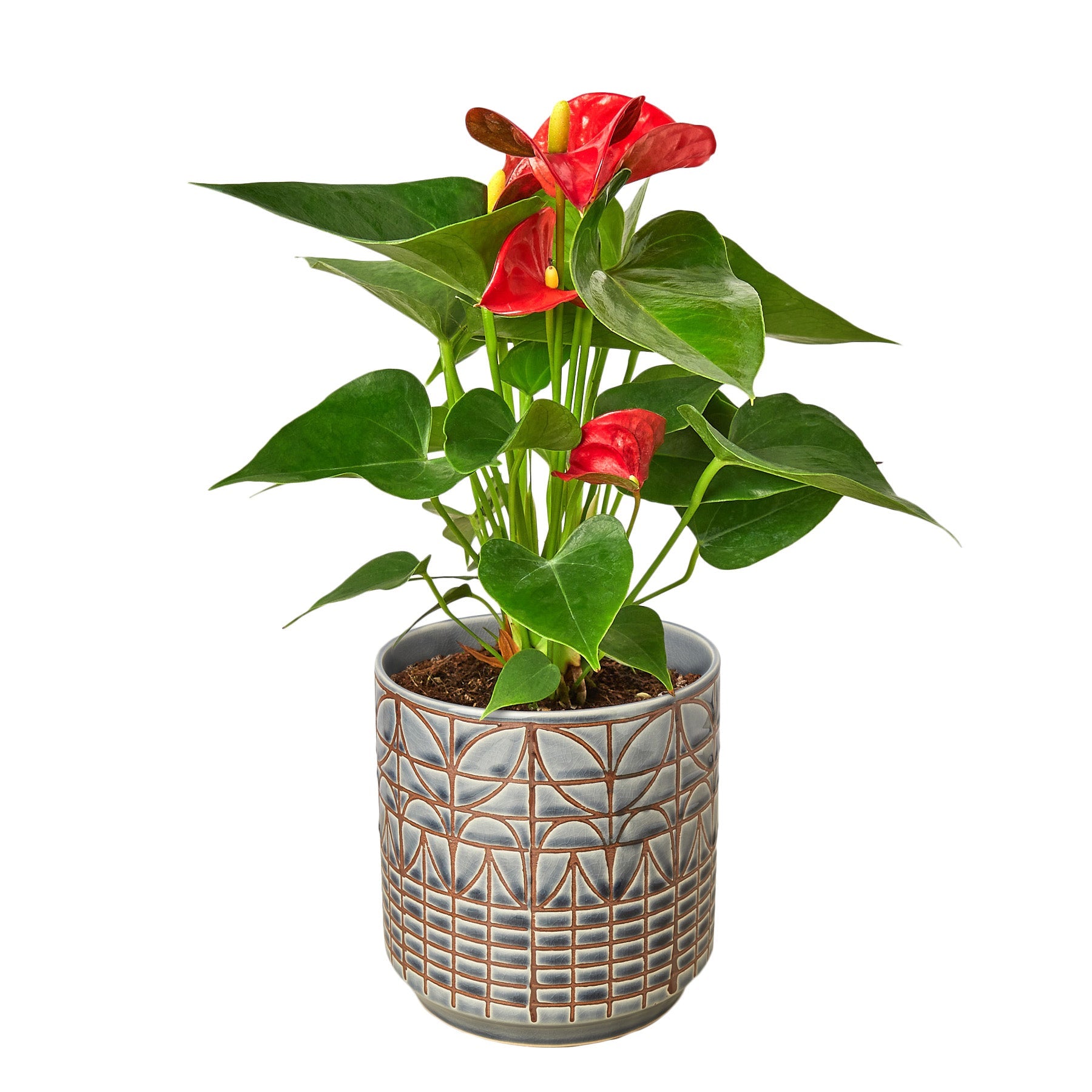 Anthurium Red Houseplant