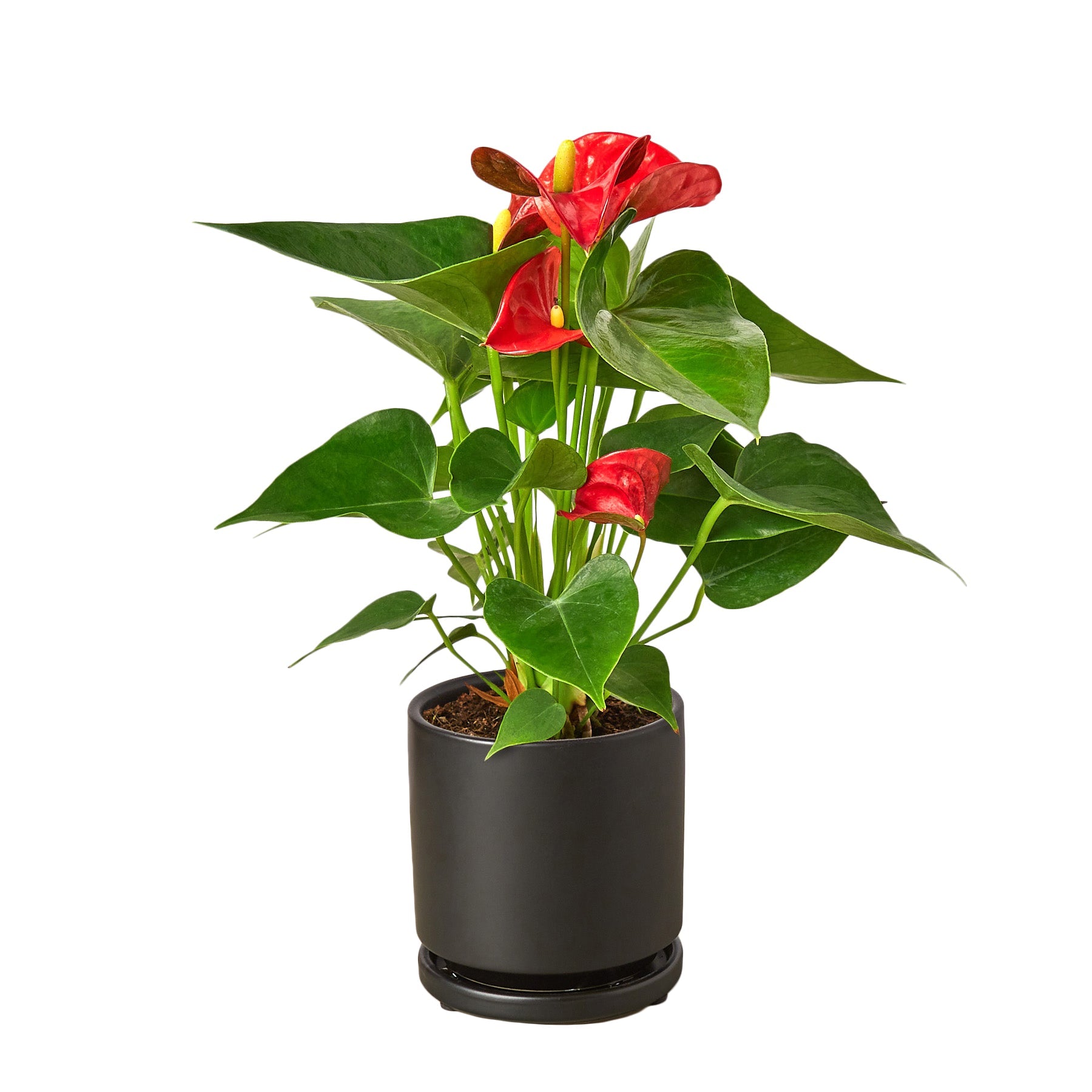 Anthurium Red Houseplant