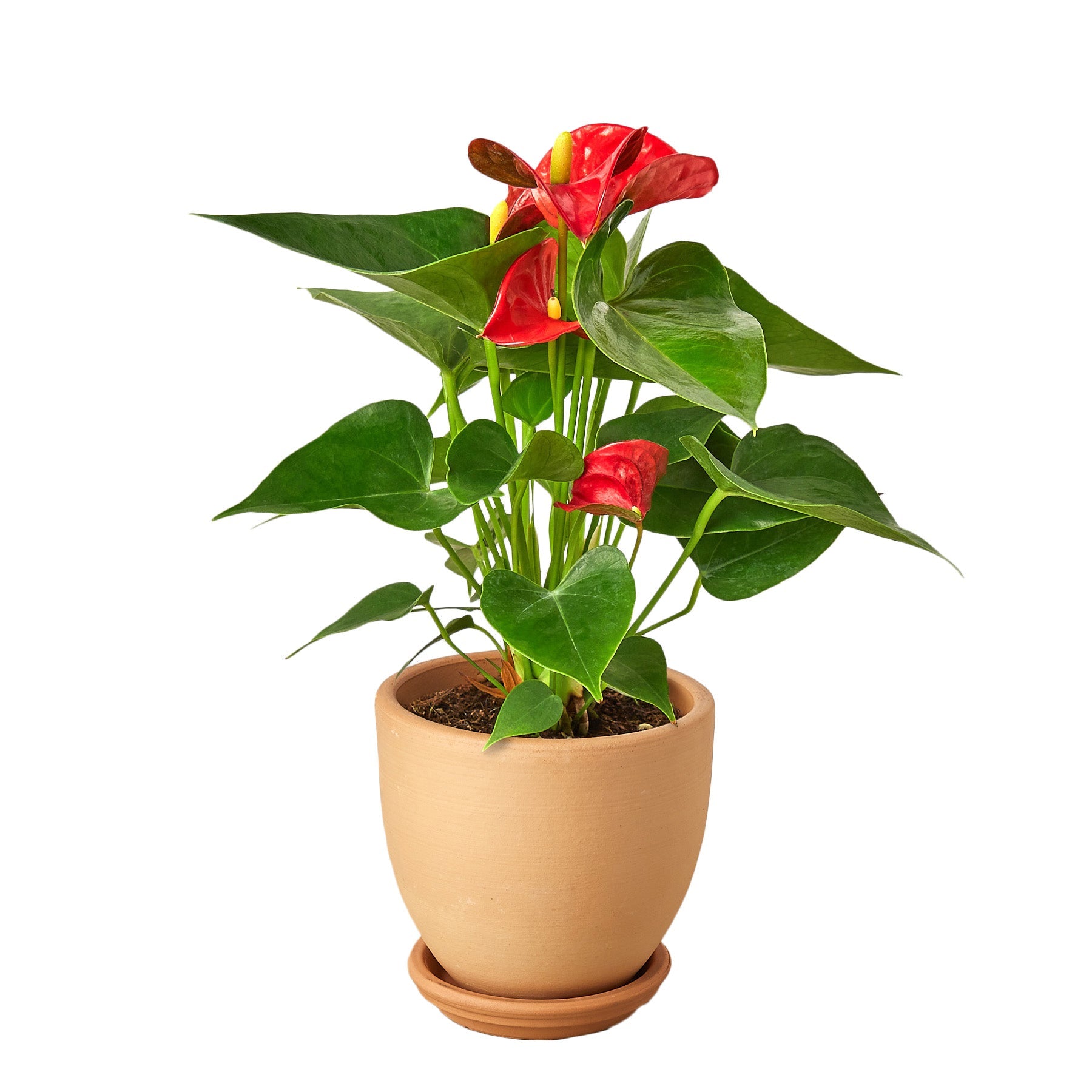Anthurium Red Houseplant